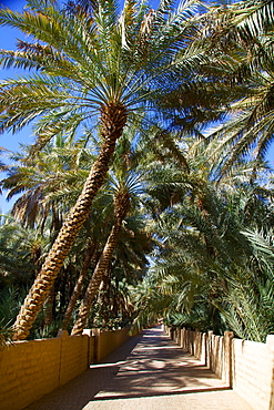 Oasis, Al Ain, Abu Dhabi, United Arab Emirates, Middle East 