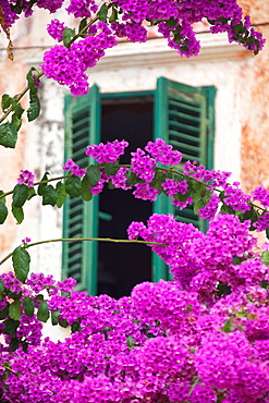 Shuttered window and blossom, Cavtat, Dubrovnik Riviera, Dalmatian Coast, Dalmatia, Croatia, Europe 