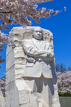 View of the Martin Luther King Jr. Memorial and cherry blossom trees in spring, Washington D.C., United States of America, North America