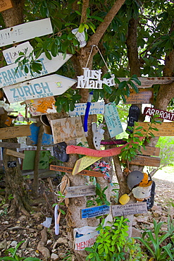 Signs on tree at Mama Pasta's, Long Bay, Antigua, Leeward Islands, West Indies, Caribbean, Central America