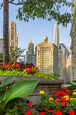 View of flower bed and skyscrapers on North Michigan Avenue, Chicago, Illinois, United States of America, North America