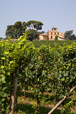 Vineyard near Parma, Emilia Romagna, Italy, Europe