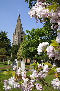 Church and spring blossom, Burton Joyce, Nottinghamshire, England, United Kingdom, Europe