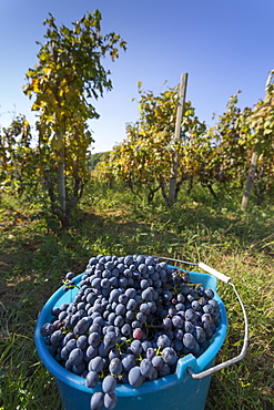 Grape crop harvest and vineyard, Lumbarda, Korcula, Dubrovnik-Neretva County, Dalmatia, Croatia, Europe