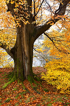 Autumn trees by Ullswater near Glenridding, Lake District National Park, Cumbria, England, United Kingdom, Europe 