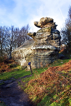 The Dancing Bear at Brimham Rocks near Summerbridge in Nidderdale, North Yorkshire, Yorkshire, England, United Kingdom, Europe