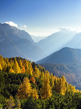 Golden larches and the Julian Alps from the Mangart pass, Goriska, Slovenia, Europe