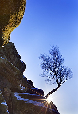 Sunburst behind a lone tree and a sprinkling of snow at Brimham Rocks, Yorkshire, England, United Kingdom, Europe