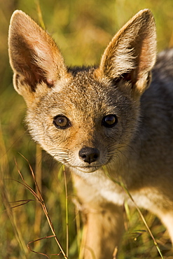 A curious and surprisingly bold black-backed jackal cub in the Masai Mara National Reserve, Kenya, East Africa, Africa