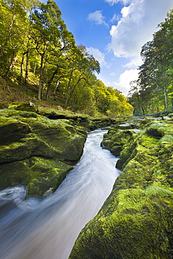 Early autumn at the Strid near Bolton Abbey, Wharfedale, Yorkshire, England, United Kingdom, Europe