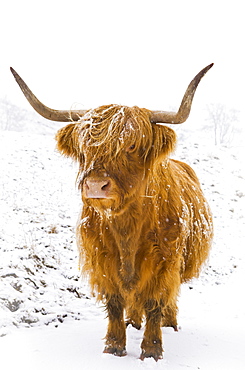 Highland cow in winter snow, Yorkshire Dales, Yorkshire, England, United Kingdom, Europe