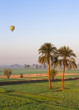 Hot air balloon suspended over green fields and palm trees near Luxor, Thebes, Egypt, North Africa, Africa