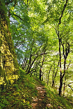 The footpath along the bottom of the Vikos Gorge passing through beech forest, Epirus, Greece, Europe