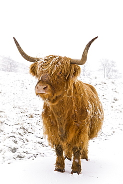 Highland cow in winter snow, Yorkshire Dales, Yorkshire, England, United Kingdom, Europe