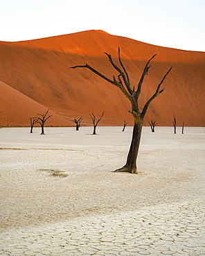 Camelthorn trees (Acacia erioloba) in the clay pans of Deadvlei with Big Daddy dune towering above, Namib Naukluft, Namibia, Africa