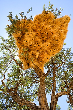 A particularly large social weaver bird nest growing in a dead acacia tree, NamibRand, Namib Desert, Namibia, Africa 