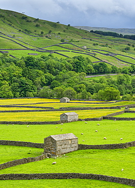 The barns, dry stone walls and buttercup meadows at Gunnerside, Swaledale, North Yorkshire, Yorkshire, England, United Kingdom, Europe