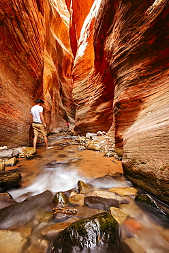 Kanarra Creek Canyon, Kanarraville, Utah, United States of America, North America