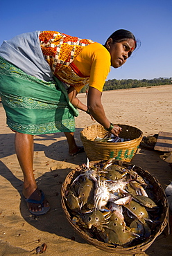 Woman sorting catch, Agonda Beach, Goa, India, Asia