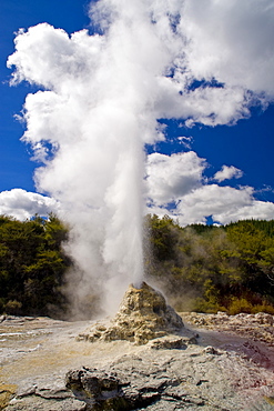 Lady Knox Geyser, Wai-O-Tapu Thermal Wonderland, North Island, New Zealand, Pacific