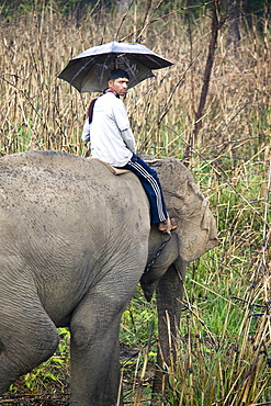 Elephant with ranger, Chitwan National Park, UNESCO World Heritage Site, Western Terai, Nepal, Asia