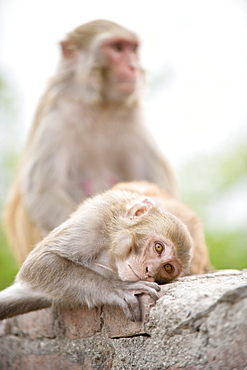 Swayambhu (Monkey Temple), Kathmandu, Nepal, Asia