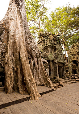 Temple of Ta Prohm, Angkor, UNESCO World Heritage Site, Siem Reap, Cambodia, Indochina, Southeast Asia, Asia 