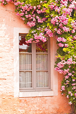 A rose covered window in the village of Noyers sur Serein in Yonne, Burgundy, France, Europe