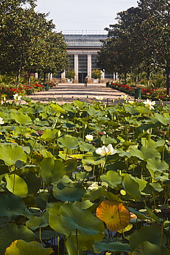 Water lilies in the Jardins Botanique (Botanical Gardens), Tours, Indre et Loire, Centre, France, Europe