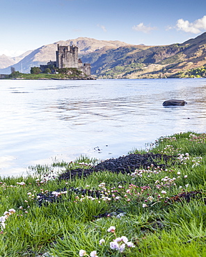 Seathrift flowers in front of Eilean Donan castle and Loch Duich, Highlands, Scotland, United Kingdom, Europe