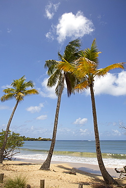 The pristine beach of Les Salines near to Sainte Anne, Martinique, West Indies, Caribbean, Central America