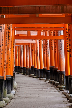 Vermilion torii gates at the Fushimi Inari Shrine in Kyoto, Japan, Asia