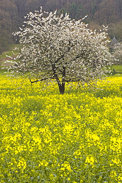 Tree blossom and rapeseed, near Chinon, France, Europe