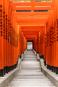 Torii gates at Hie Shrine in Chiyoda, Tokyo, Japan, Asia