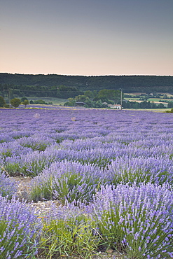 Lavender fields near Sault, Vaucluse, Provence, France, Europe