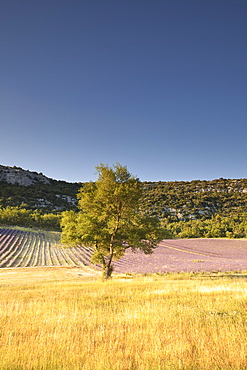 A lavender field near to Apt, Vaucluse, Provence, France, Europe