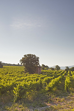 An old house amongst vineyards near to Apt, Vaucluse, Provence, France, Europe