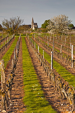 Vineyards, Souzay-Champigny, Saumur, Maine-et-Loire, France, Europe