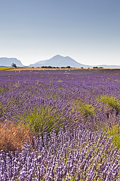 Lavender growing on the Plateau de Valensole in Provence, France, Europe 