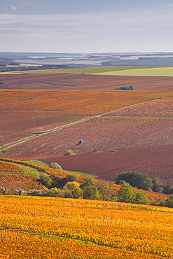 Vineyards near to Prehy in Burgundy, France, Europe 