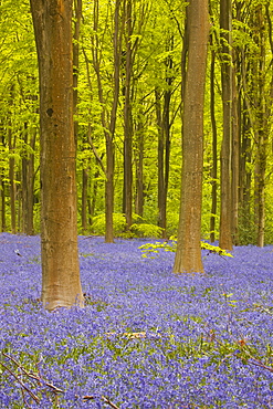 Bluebells beneath trees, West Woods, Wiltshire, England, United Kingdom, Europe