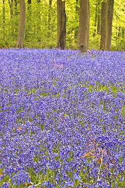 Bluebells beneath trees, West Woods, Wiltshire, England, United Kingdom, Europe