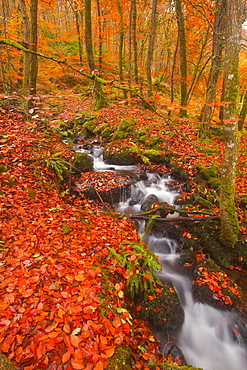 A small stream running through Charles Wood, Dartmoor National Park, Devon, England, United Kingdom, Europe