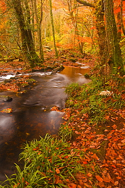 Autumn colours around the River Teign and Hannicombe Wood near to Fingle Bridge, Dartmoor National Park, Devon, England, United Kingdom, Europe