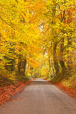 Autumn colours in the beech trees on the road to Turkdean in the Cotwolds, Gloucestershire, England, United Kingdom, Europe