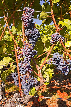 Cabernet Franc grapes growing in a Montsoreau vineyard, Maine-et-Loire, France, Europe