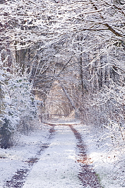 Snow covered trees in the Loire Valley area, Loir-et-Cher, Centre, France, Europe 