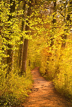 A woodland path near the Chateau Chenonceau lit up by the setting sun, Indre-et-Loire, Centre, France, Europe