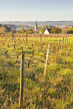 Vineyards above the village of Thesee, Loir-et-Cher, France, Europe