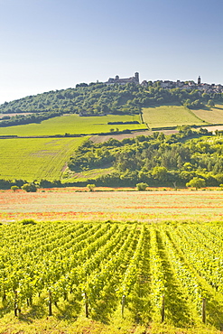 Vineyards near to the hilltop village of Vezelay in the Yonne area of Burgundy, France, Europe